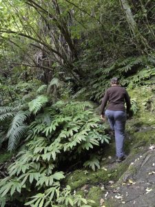 woman hiking in waitakere ranges
